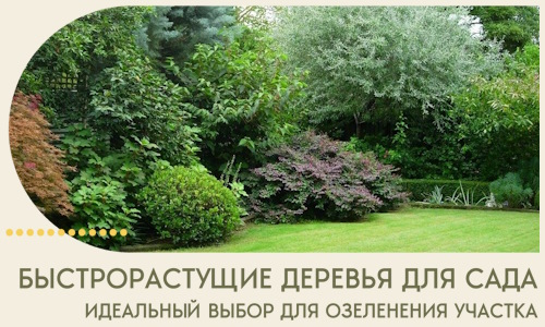 Быстрорастущие деревья для сада идеальный выбор в Мирном
