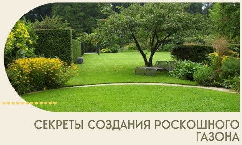 Секреты создания роскошного газона в Мирном